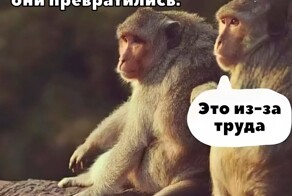 Смешные картинки с комментариями из социальных сетей