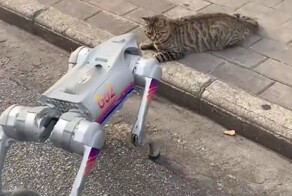 Китайских котов уже ни чем не удивишь