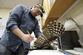 Власти США планируют истребить один вид сов, чтобы спасти другой