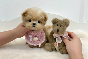 Мальтипу: золотая жила для заводчиков-аферистов