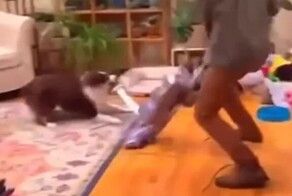 На видео попала эпичная схватка собаки и пылесоса