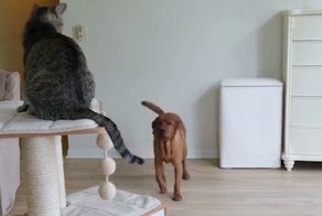 Командная работа питомцев