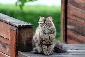 Крыльцо и его символичные хранители-обитатели