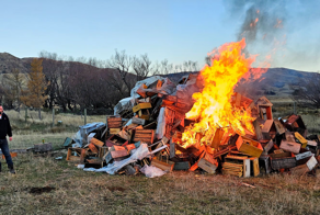 Одна из причин, почему пчёлы стремительно исчезают
