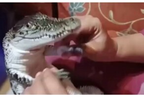 Аллигаторы тоже бывают милыми