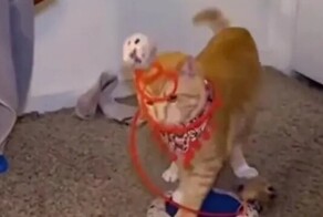 Кот не понял, что делать со своей новой игрушкой