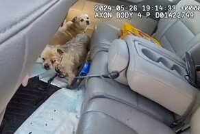 Сотрудница полиции спасла собак из раскалённого автомобиля