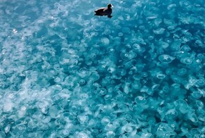 Почему на Чёрном море каждый год нашествие медуз?