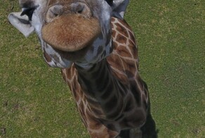 Намешалось