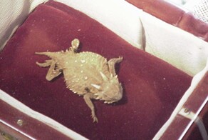 Уснуть и воскреснуть: история Старого Рипа