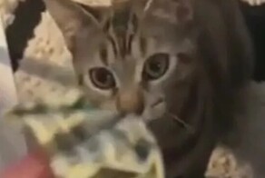 Котик принёс хозяйке деньги