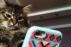 Котики и техника