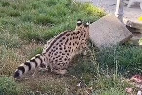 Кот с хорошим уровнем самообладания
