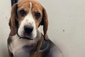 В Калуге живодёр протащил привязанного к автомобилю пса 7 километров по трассе