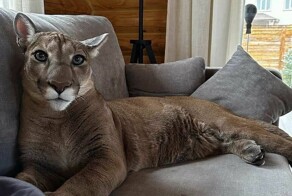 &nbsp;Намешалось&nbsp;