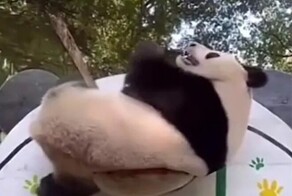 Нестандартные подходы панды к игре в баскетбол