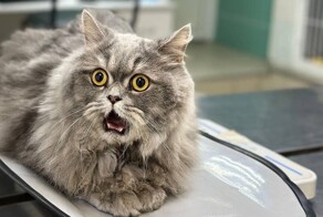 Самый удивлённый кот