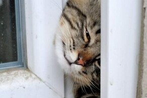 Окна в котомир
