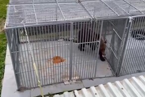 Медведь загрыз женщину на глазах у детей в СНТ "Гипроникель" под Петербургом