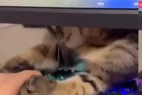 Кот спасает хозяйку от игровой зависимости