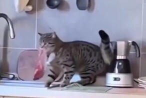 Кот украл кусок мяса и был невозмутим