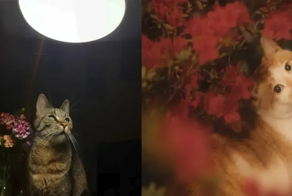 15+ фотографий кошек,  которые словно сошли с полотен художников
