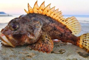 Скорпена: опасный обитатель Черного моря