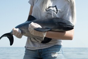 Черноморская морская свинья