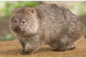 Cмертоносный зад вомбата