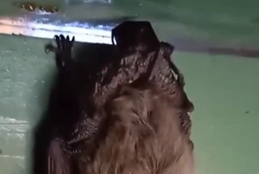 Крылатый незнакомец залетел не в ту дверь