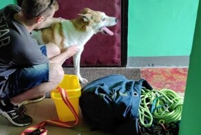Собаку, сидевшую на балконе на жаре, без еды и воды, спасли в Теплом Стане в Москве