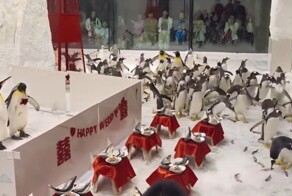 Как прошла свадьба пингвинов в Китае