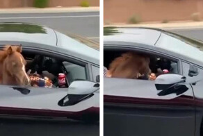 +1 лошадиная сила