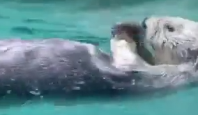 Курьезный момент во время кормления калана