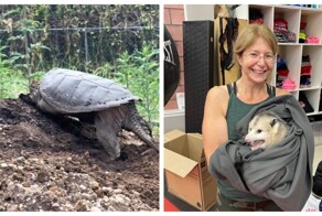 "Мы ремонтировали задний двор, когда увидели непонятный движущийся объект"