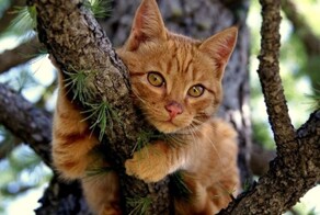 Котофей среди ветвей