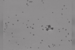 Ученые из Японии создали самую маленькую колесницу в мире