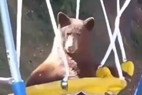 Медведь удобно устроился на качелях