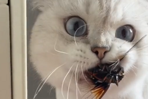 Кот принёс хозяевам музыкальный подарок