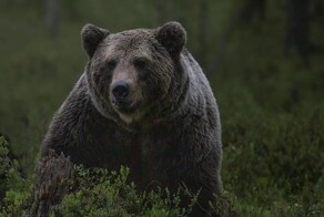 Медведь  разграбил кладбище домашних животных