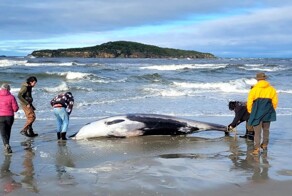 Редчайшего кита выбросило на пляж Новой Зеландии