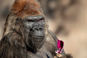 Одна из старейших горилл умерла в зоопарке Калифорнии