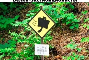 Не ищите здесь смысл. Здесь в основном маразм