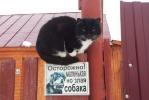 17 забавнейших случаев, когда за табличкой «Осторожно, злая собака!» скрывался сюрприз
