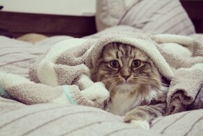 24 котика, которые проснулись, но решили не вставать