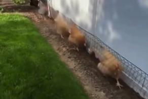 "Курятник строгого режима": в соцсетях удивляются оригинальному изобретению птичницы