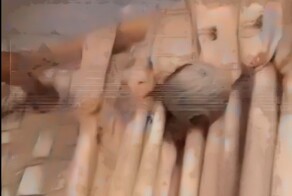 В Москве пчёлы построили гнездо прямо в квартире жилого дома