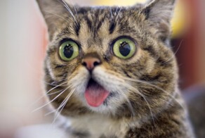 24 котика, которые так удивились, что забыли закрыть рот