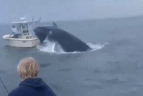 В США кит выпрыгнул из воды и перевернул катер рыбаков