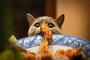 22 котика, которые настроились на привычную трапезу, но их заставили тестировать новую еду
